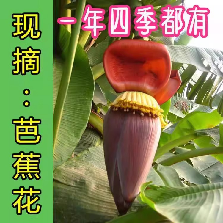 广西新鲜野生芭蕉花香蕉花价格实惠食用绿色蔬菜当天采摘发货芭蕉