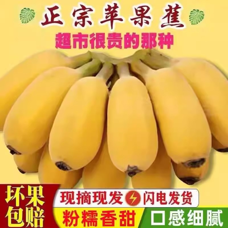 正宗苹果蕉香蕉新鲜自然熟9斤大果广东粉蕉 广西小米皇帝芭焦水果