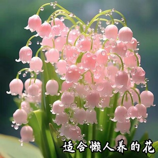 适合懒人养的花铃兰花盆栽带花苞客厅室内兰花卉易活四季绿植阳台