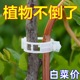 绿植果树植物固定夹卡扣藤蔓固定器秧苗爬藤支撑杆果蔬秧苗吊秧夹