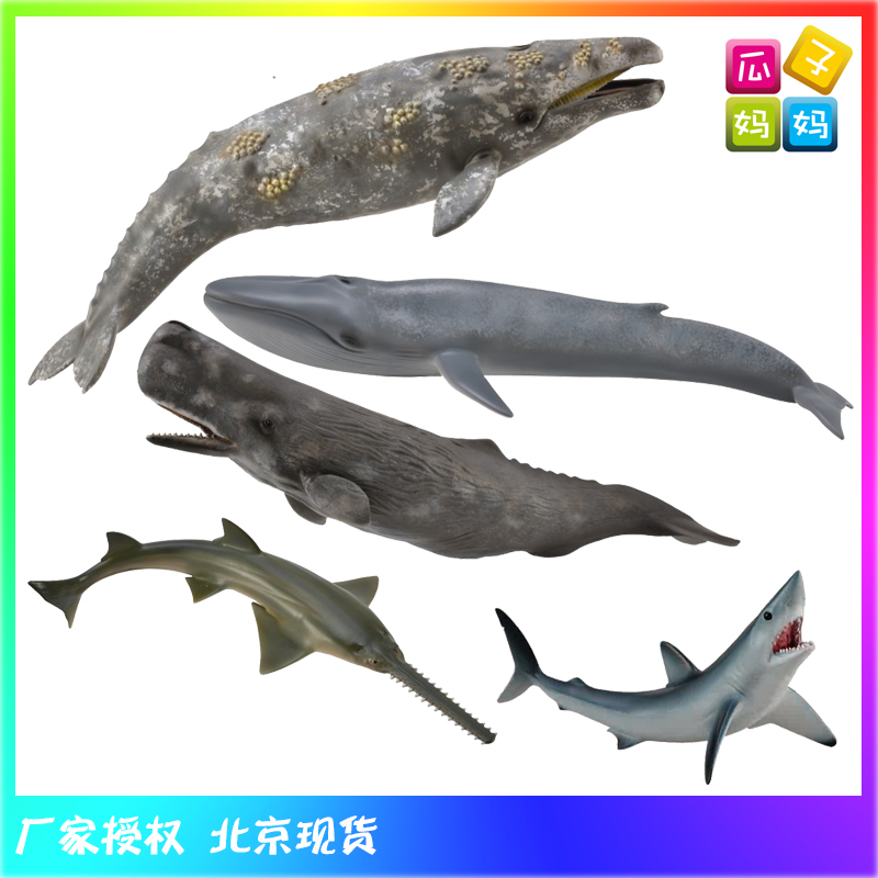 collecta我你他 灰鲸 抹香鲸 蓝鲸 尖吻鲭鲨仿真海洋动物模型玩具在类目 玩具/童车/益智/积木/模型, 静态模型, 其他模型玩具中 - 来自Buy2taobao.com提供专业的淘宝代购服务