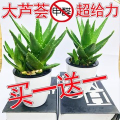 美容芦荟盆栽花卉绿植水培植物办公室内客厅吸除甲醛植物新鲜盆景