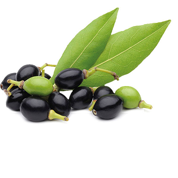 laurel berry fruit oil 月桂浆果油 橄榄皂 古皂 土耳其 100ml