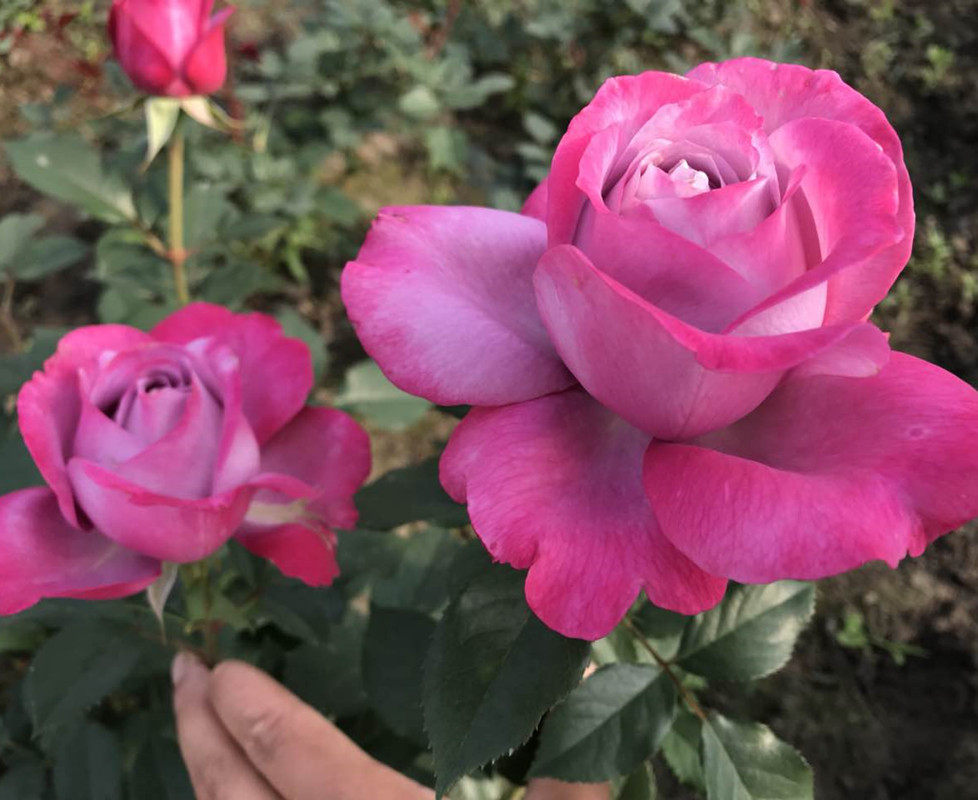 【虞城园艺】新品月季 紫魂香水 紫色冰激凌 味香 勤花 推荐