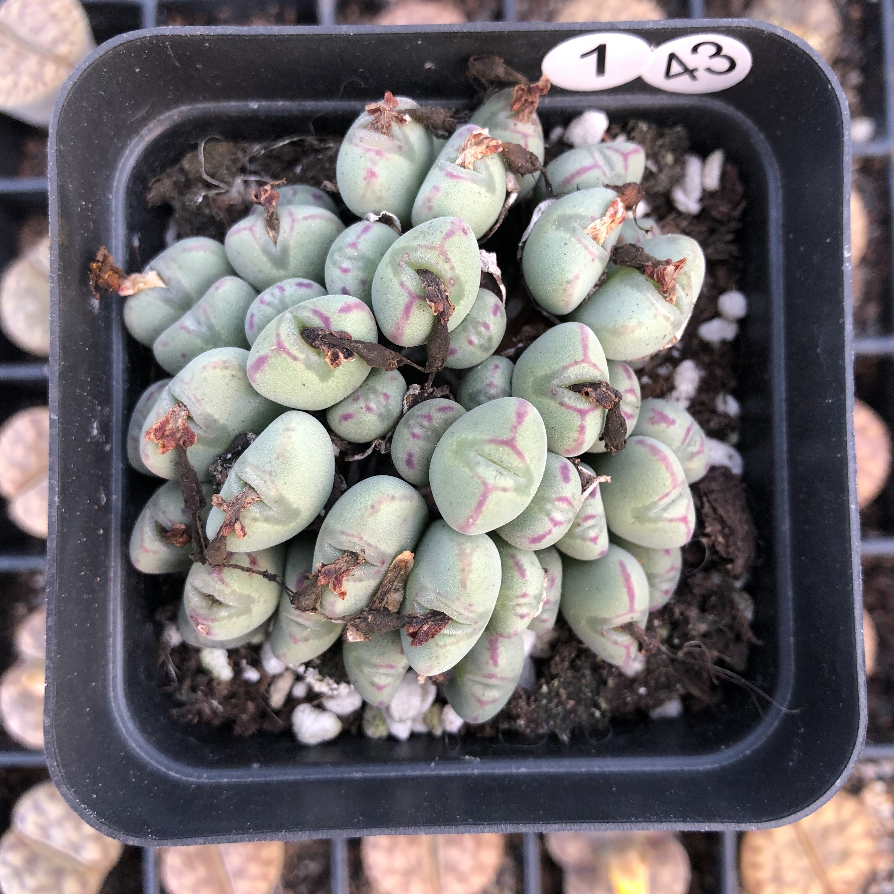 米修后花园多头群红边口笛肉锥多肉毛口笛带盆含盆一物一拍满包邮