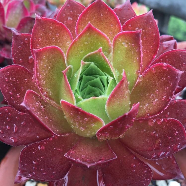 法师新三仙凤凰孔雀红酒多肉一拍一物花卉盆直播带根巨型植物缀化