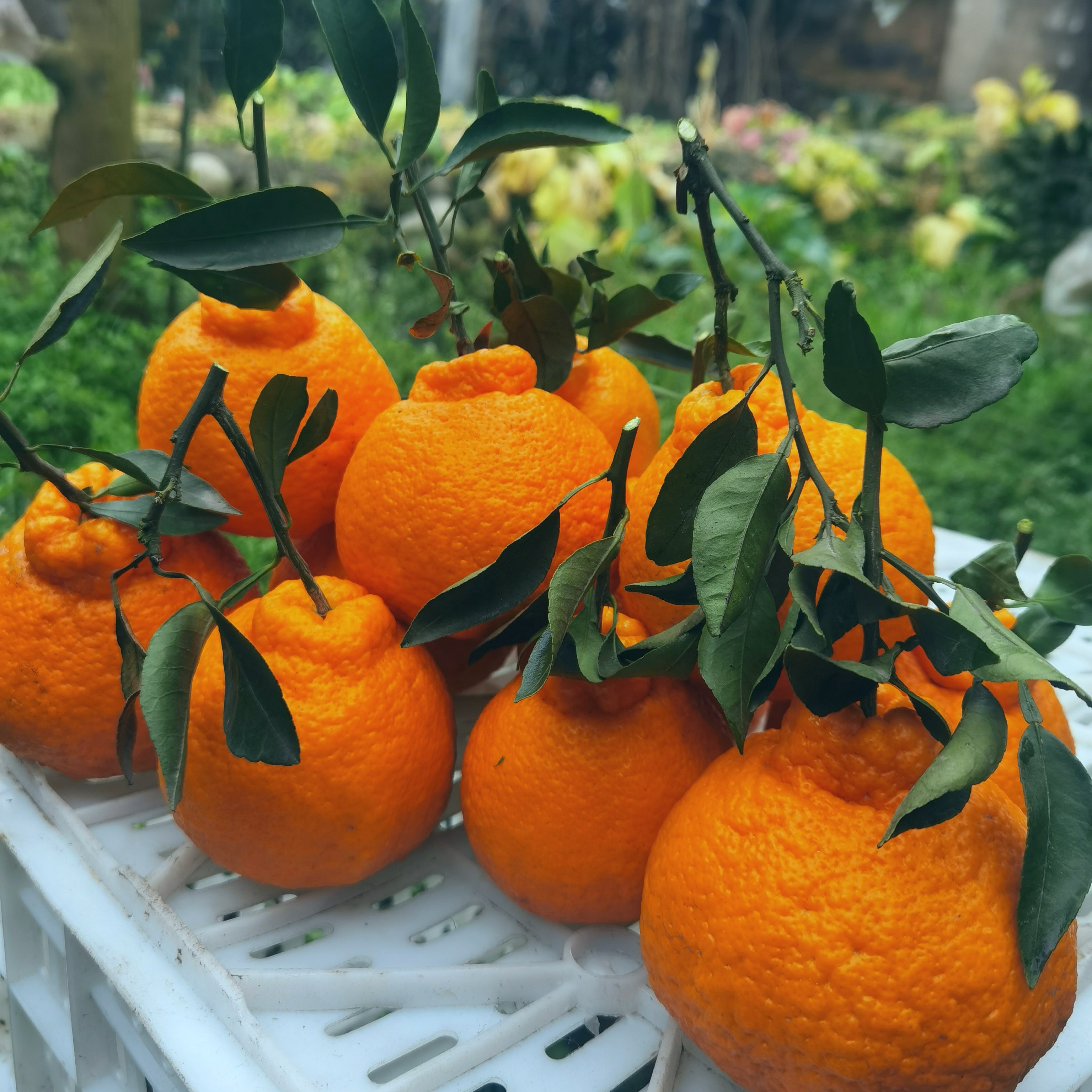 丑橘四川水果当季整箱丑八桔子耙耙柑正宗孕妇水果礼蒲江丑橘