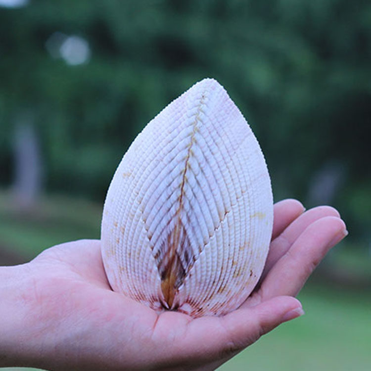 欧洲鸟尾蛤 来自地中海的问候 一对天然海螺贝壳 海螺装饰 情侣贝