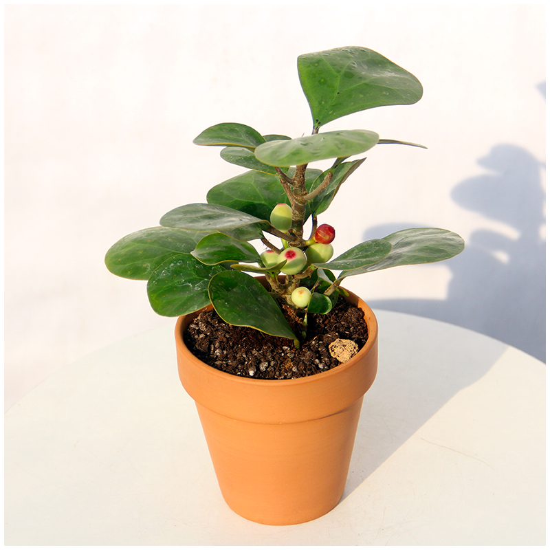 小植之家小盼菩提树盆栽发财盆栽植物四季常青办公室内招财树