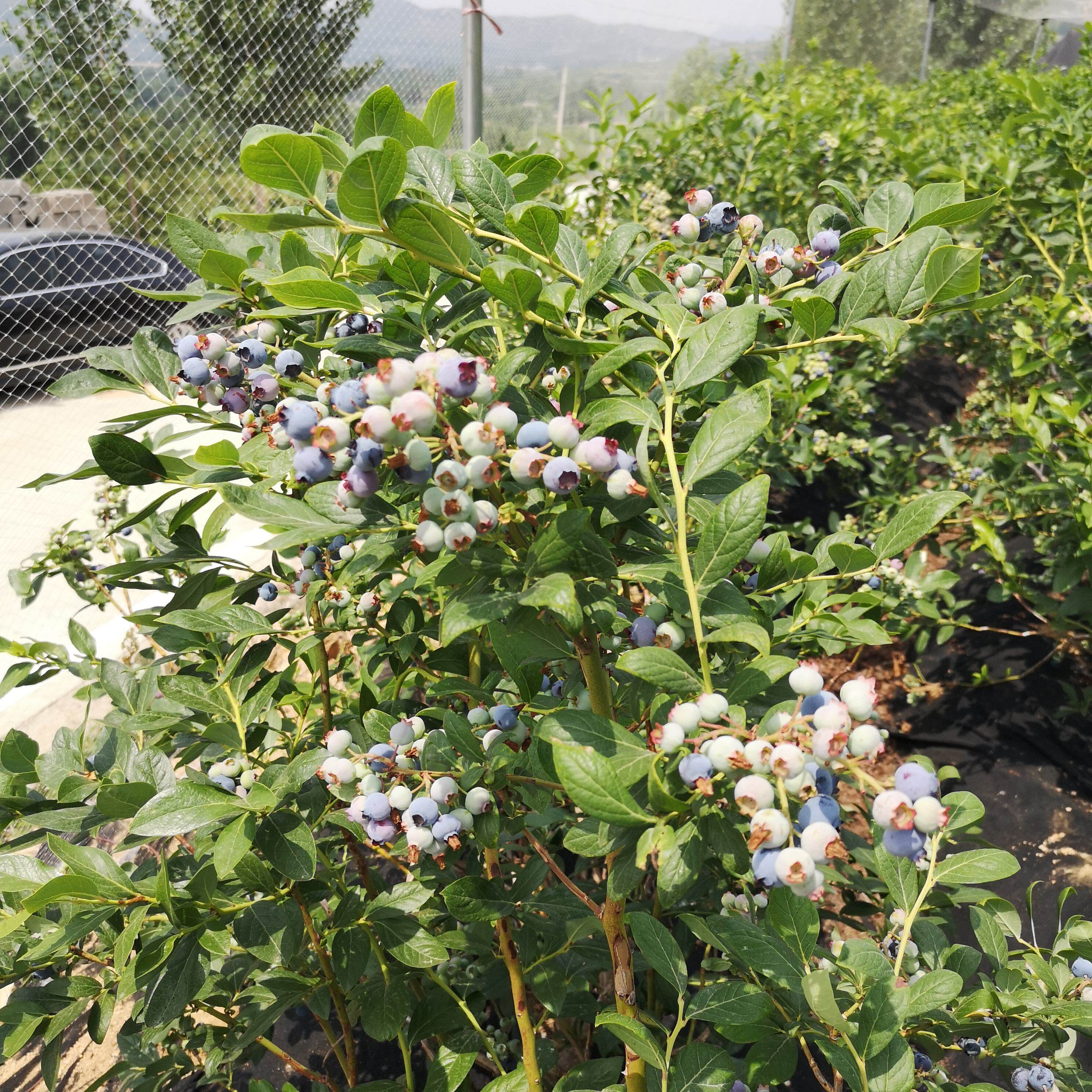 蓝莓树果苗带果兔眼特大阳台果树苗蓝莓苗盆栽南北方种植当年结果