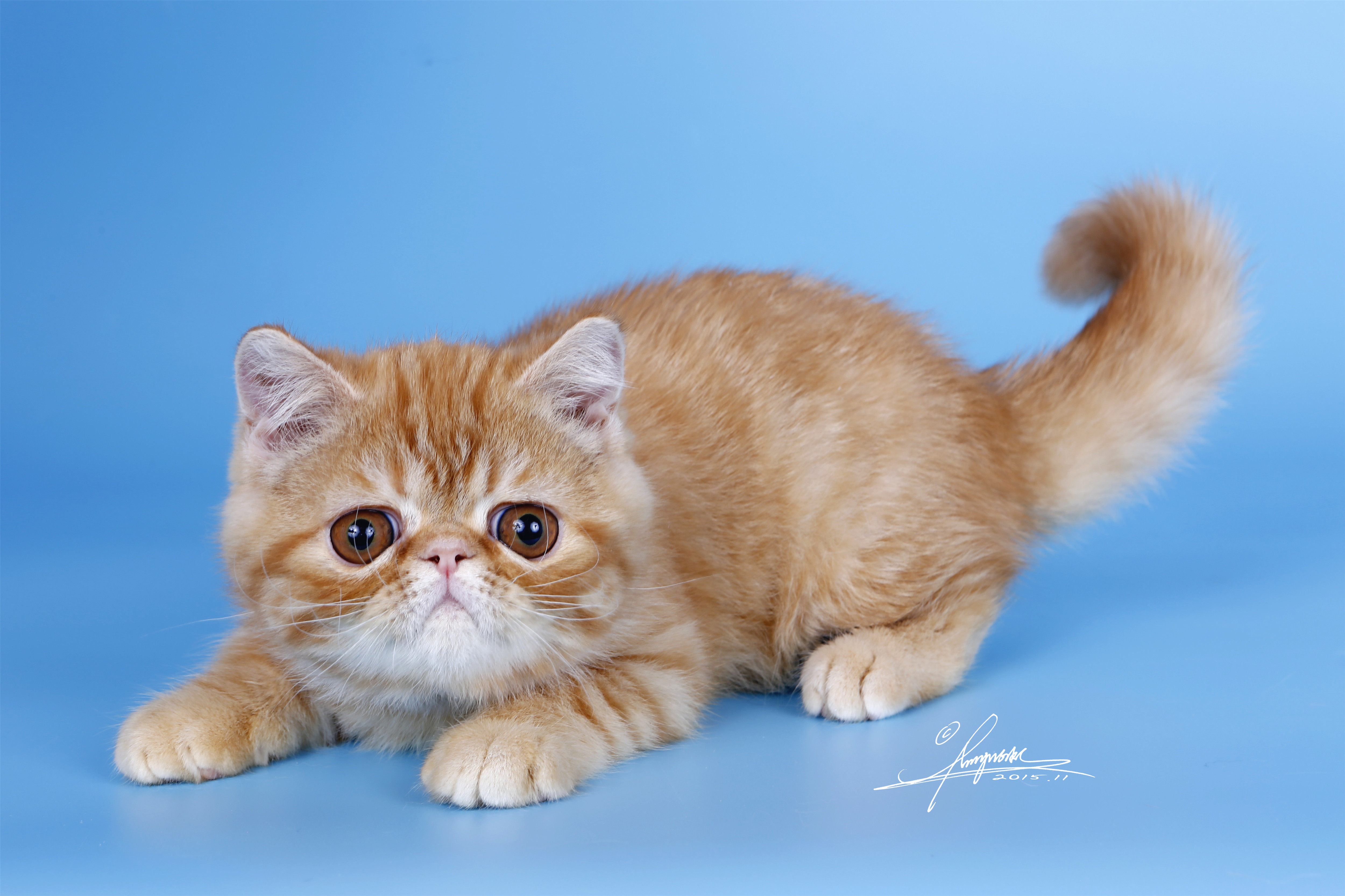 热销桔猫_巧克力名猫苑 已售小桔cfa高赛级异国短毛猫加菲猫红虎斑加