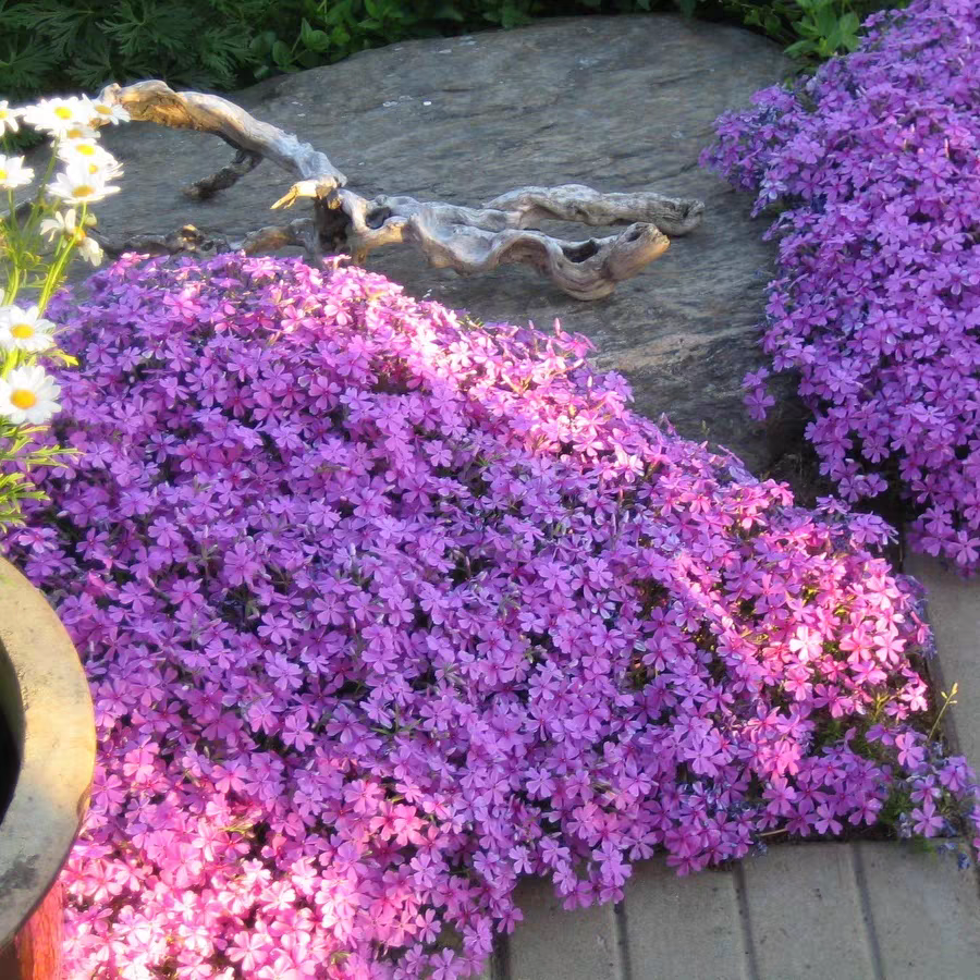 热销草本植物花卉_芝樱 丛生福禄考 匍匐地被植物 庭院耐寒 多年生