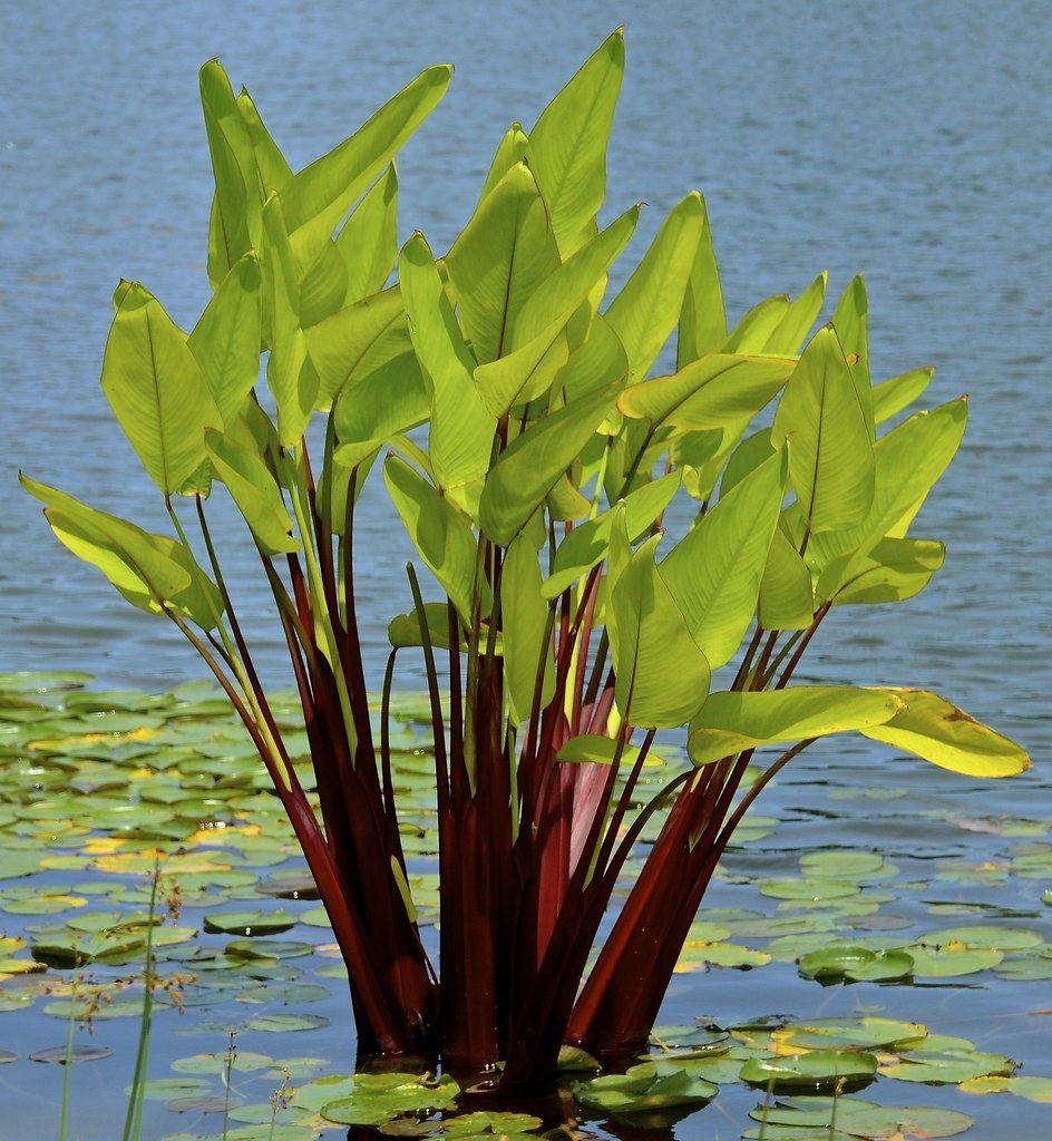 垂花水竹芋_红鞘水竹芋_红鞘再力花植物百科图片_培育种植_饲养繁殖_s