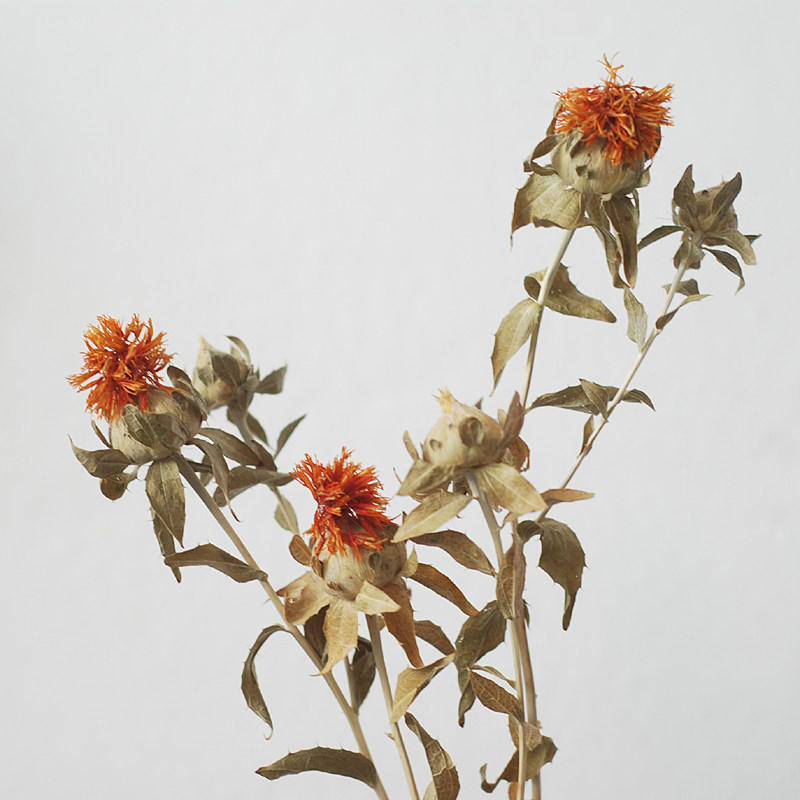 一折永生花花材_天然橙菠萝干花束样板房装饰花文艺民宿花材轻奢风