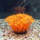 仿真水草海底海葵珊瑚硅胶材质鱼缸水族箱造景装饰多色可选新款