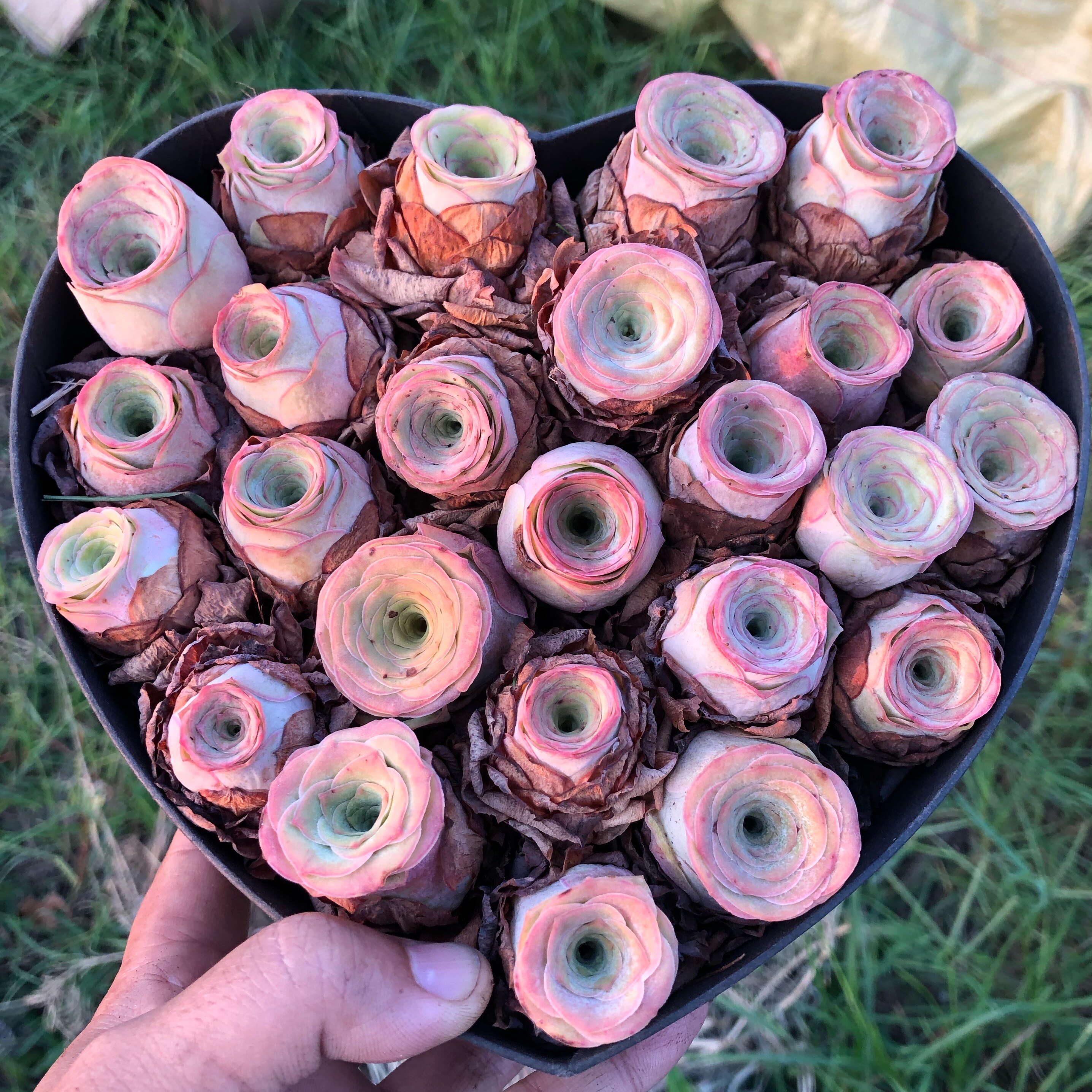 正在枫灵山地植物多肉情书悦色直播罗悦色粉耶多肉植物