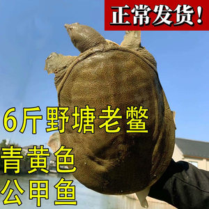 青黄背大甲鱼活体鲜活生鲜农家散养放养水库食用王八水鱼团鱼土鳖