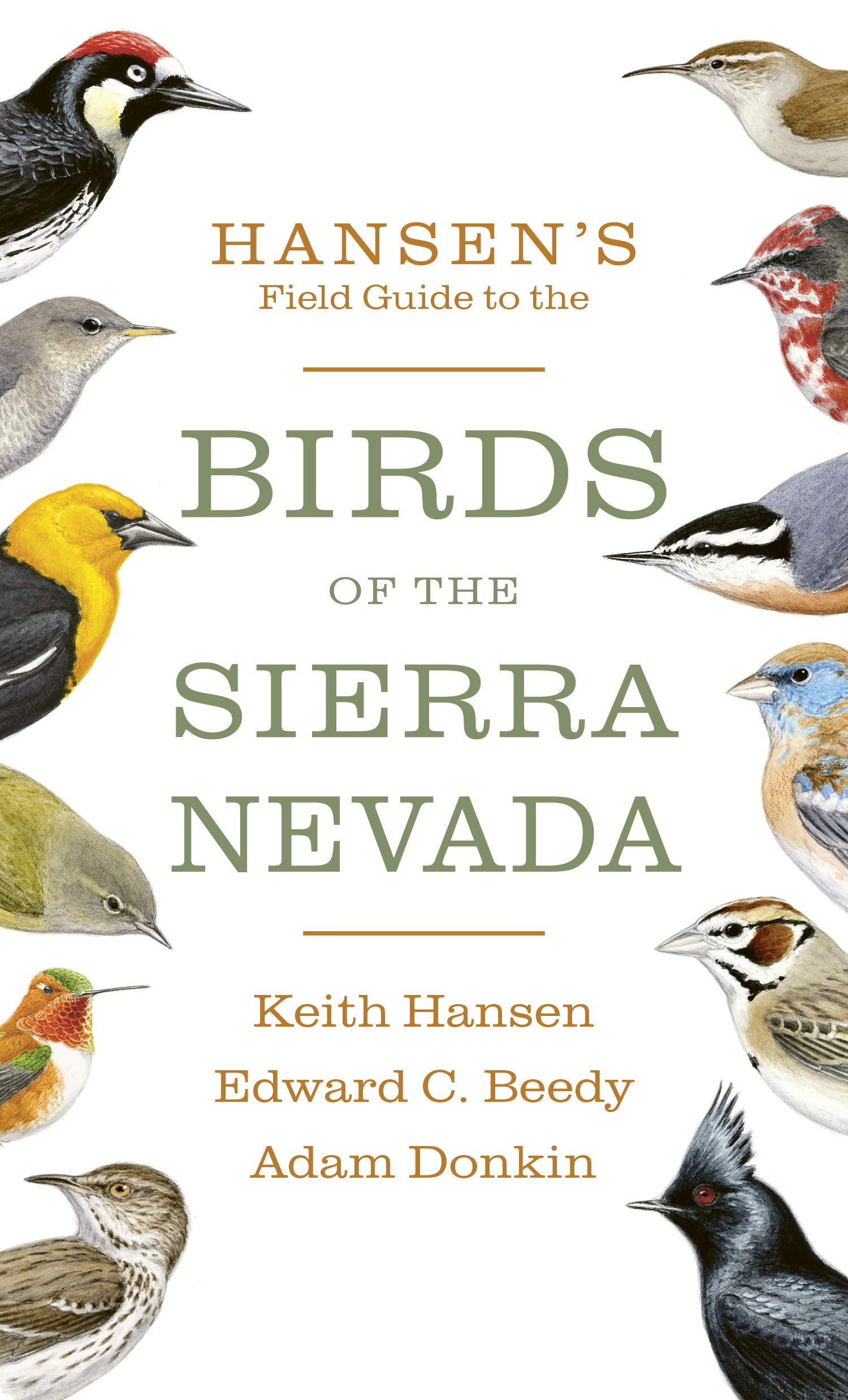 英文原版 汉森内华达山脉野生鸟类指南 Hansen's Field Guide to the Birds of the Sierra Nevada