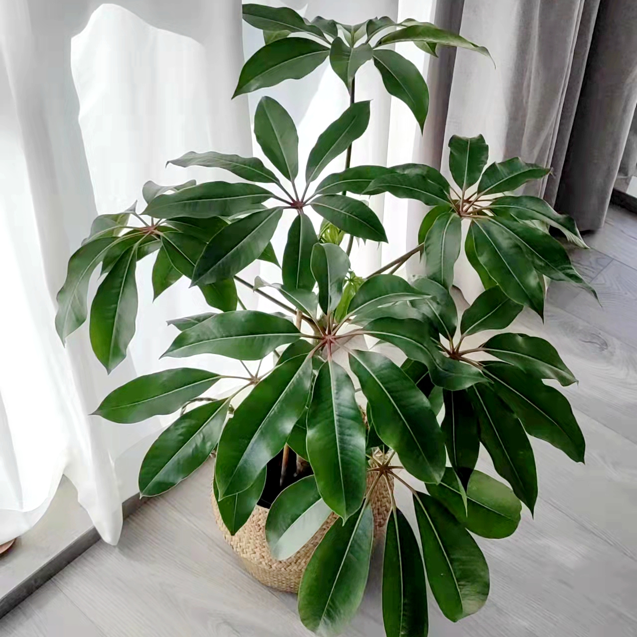 大叶伞保罗室内盆栽观叶植物北欧室内清新网红绿植净化空气已售2￥313