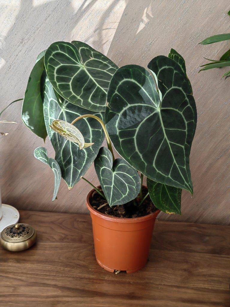 顺丰包邮原盆进口南美水晶花烛克莱恩王盆栽室内高档绿植耐阴大盆