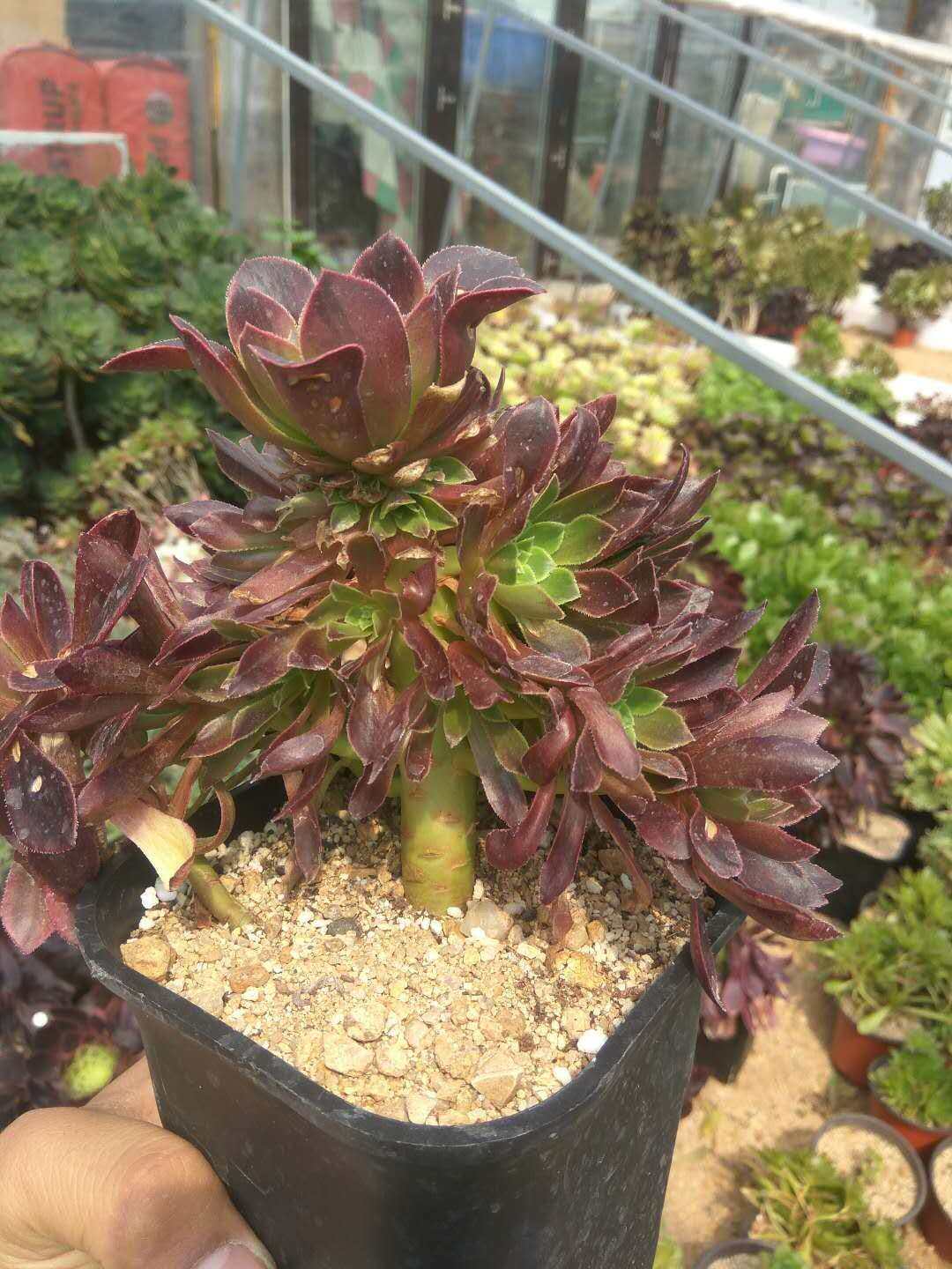 嘉年华法师三仙多肉植物单头群生多头老桩手捧花一刀未砍一物一拍