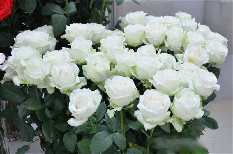 特价切花月季苗云南_白雪山 云南切花初开时白绿色外瓣正宗玫瑰花苗