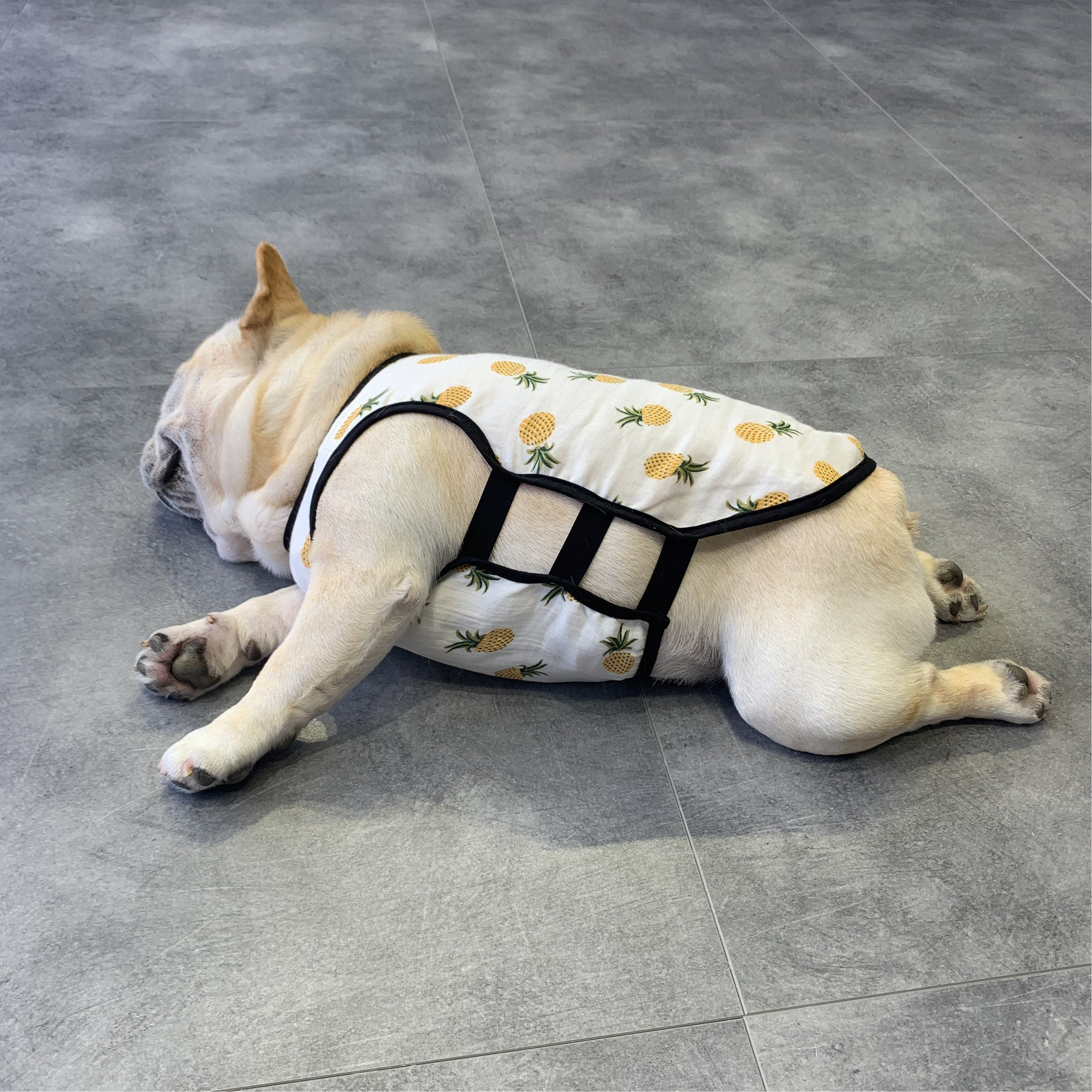 泰迪狗夏天衣服 薄款_宠物狗狗背心法国斗牛犬夏天季薄款衣服中小型