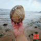 天然海洋大贝壳海螺非洲鲍鱼壳标本贝壳多肉盆景鱼缸造景婚庆布置