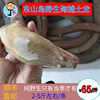 东山岛海鲜 鲜冻 野生土龙鳗鱼已去内脏 鲜活水产品每条1-2斤 东山岛海鲜 鲜冻 野生土龙鳗鱼已去内脏 鲜活水产品每条1-2斤