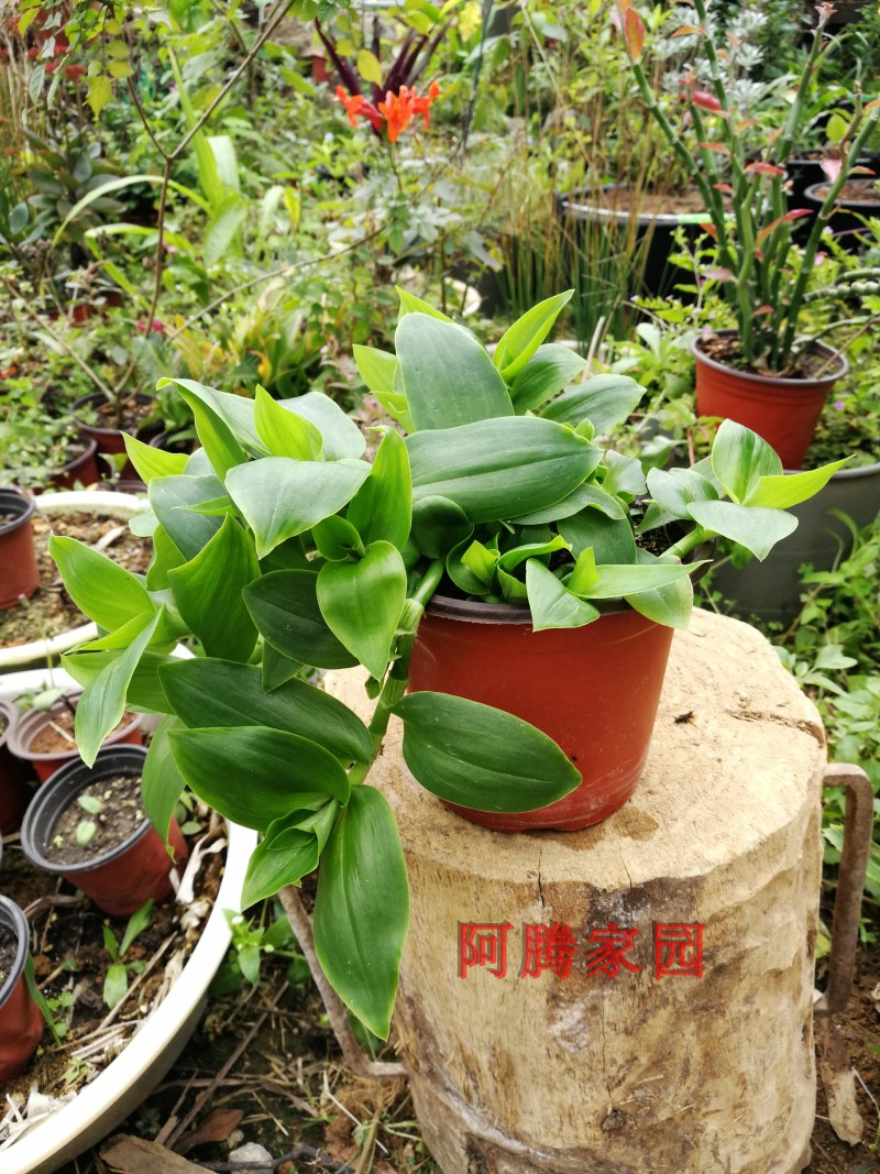 油画婚礼进口吊兰紫露草锦盆栽室内好养花卉ins网红观叶植物