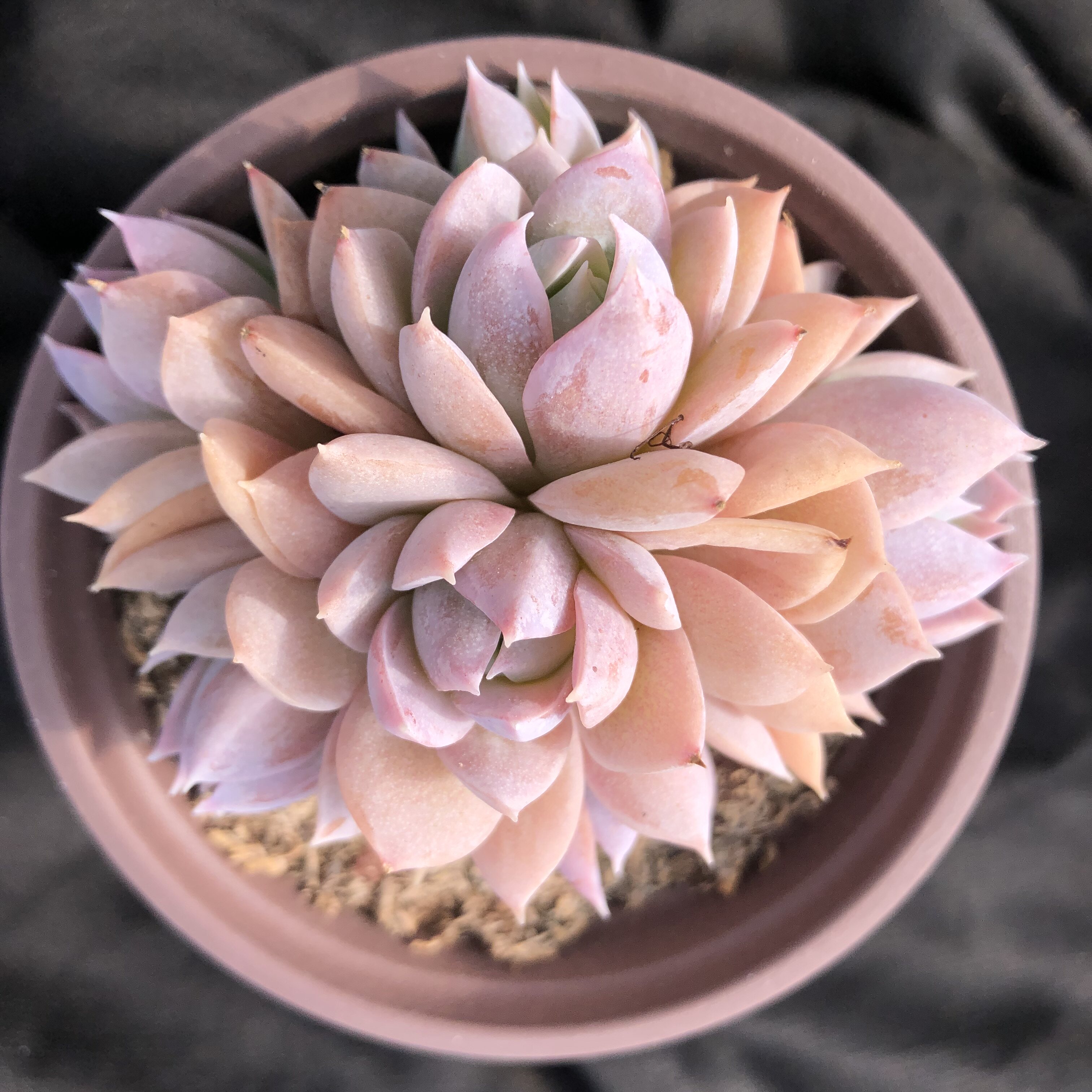 森瑶多肉 一物一拍  木樨甜心群生 自然群无砍 精养多肉植物 盆栽