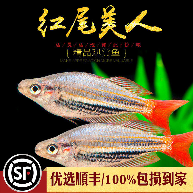 红尾美人鱼练手入门热带鱼观赏鱼易养耐寒淡水鱼红苹果鸽子鱼活体