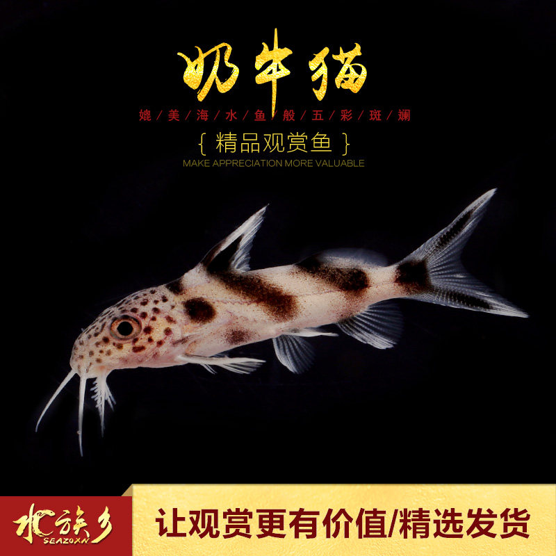 [水族乡]奶牛猫 进口清道夫黑白奶牛猫鱼哥伦比亚鲶鱼底层鱼活体