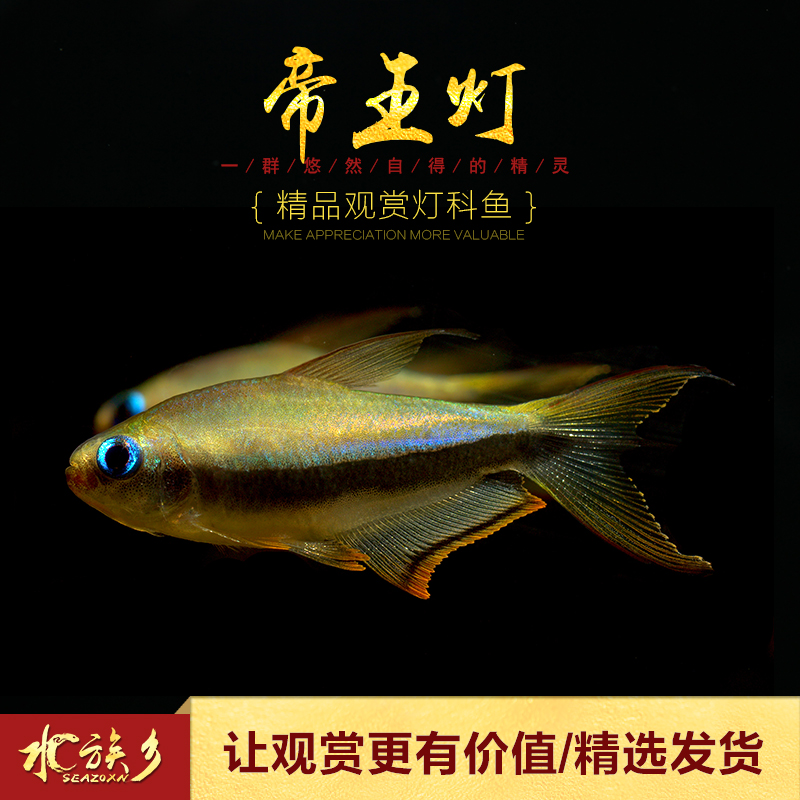 [水族乡]帝王灯 小型热带鱼黄金黑帝王淡水招财灯科鱼群游鱼活体