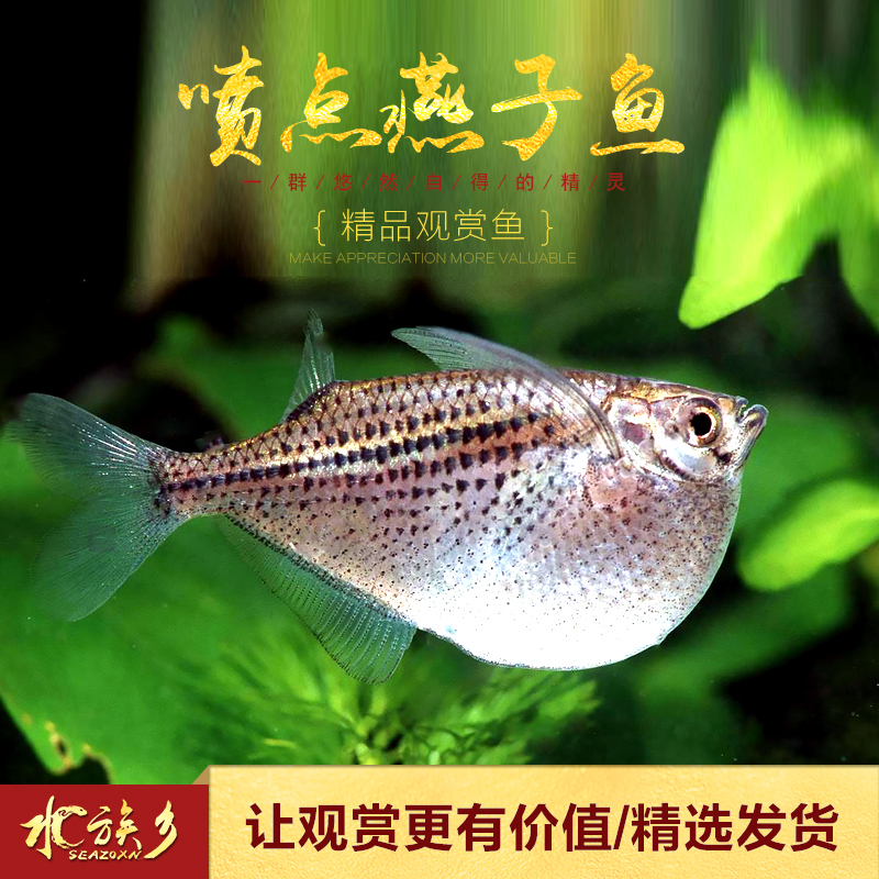 淘宝[水族乡]喷点银燕子鱼巨型豹纹阴阳月光石斧头燕子热带观赏鱼活体