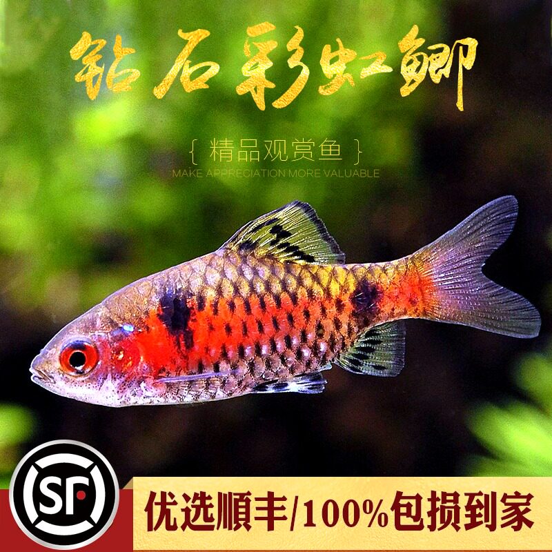 原生鱼大额优惠券