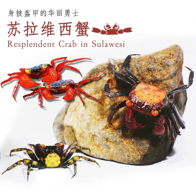热销恶魔蟹_观赏宠物蟹活体吸血恶魔蟹苏拉威西蟹火焰吸血恶魔白瓷