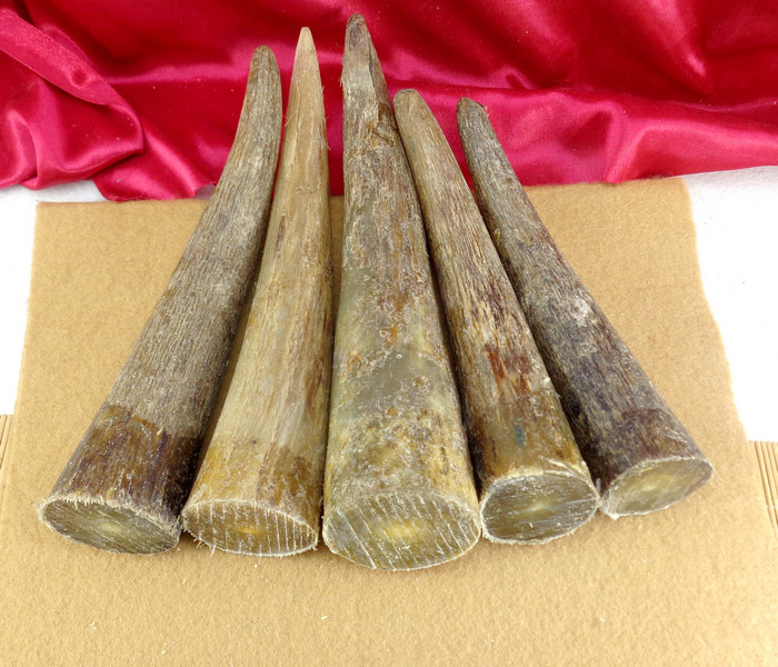 天然西藏白牦牛角尖原料 佛珠扳指烟嘴挂件雕刻牛角刀柄实心料