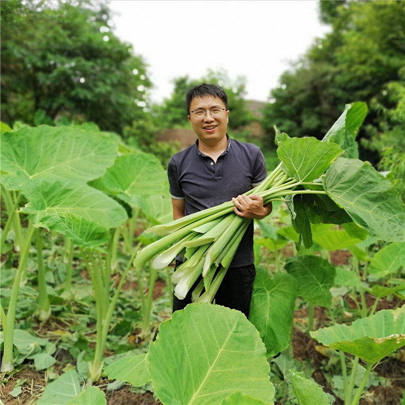 白广菜新鲜芋苗芋头苗芋禾梗芋荷杆煮鱼煮鸭配菜5斤现割现发包邮