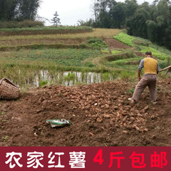 贵州山区农家种植新鲜红皮黄心地瓜可做鱼饵饲料 红薯番薯4斤包邮