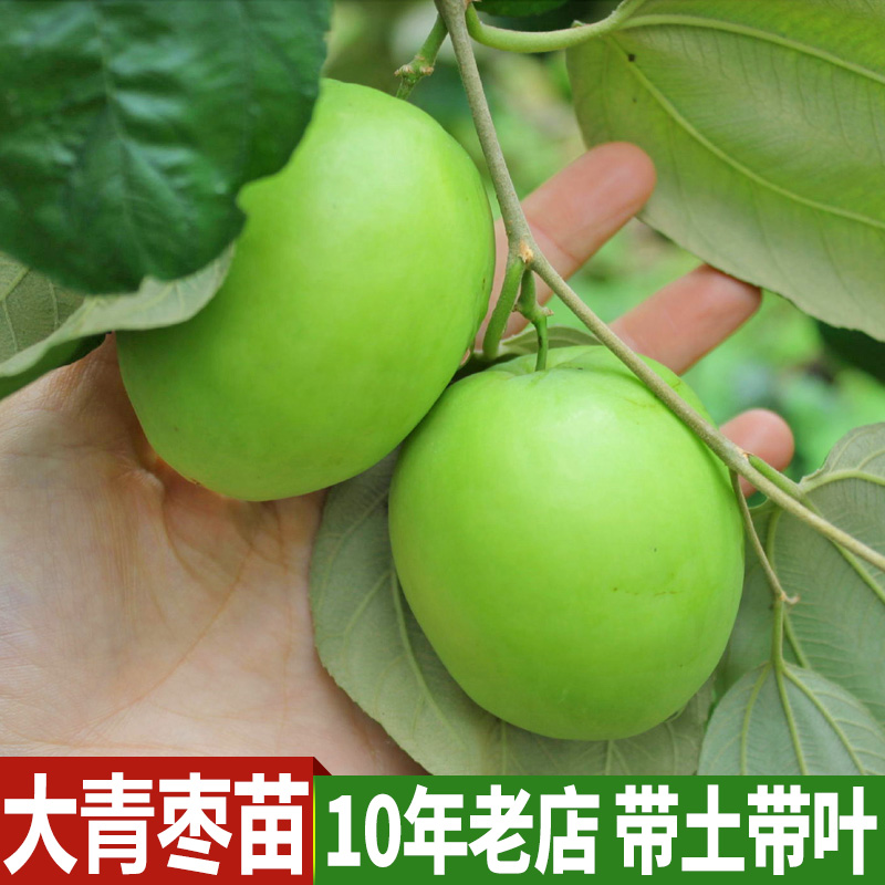 台湾大青枣树苗 蜜丝枣苗 庭院果树 嫁接树枣子苗 当年结果包成活