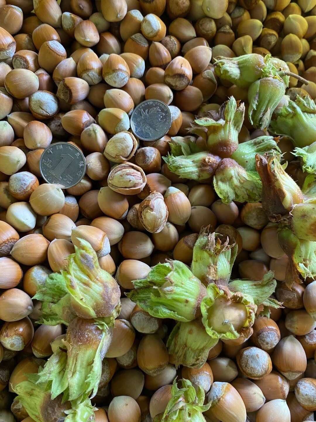 薄皮玉坠生榛子产地直销东北辽宁桓仁特产2021年新鲜货脱去青绿皮