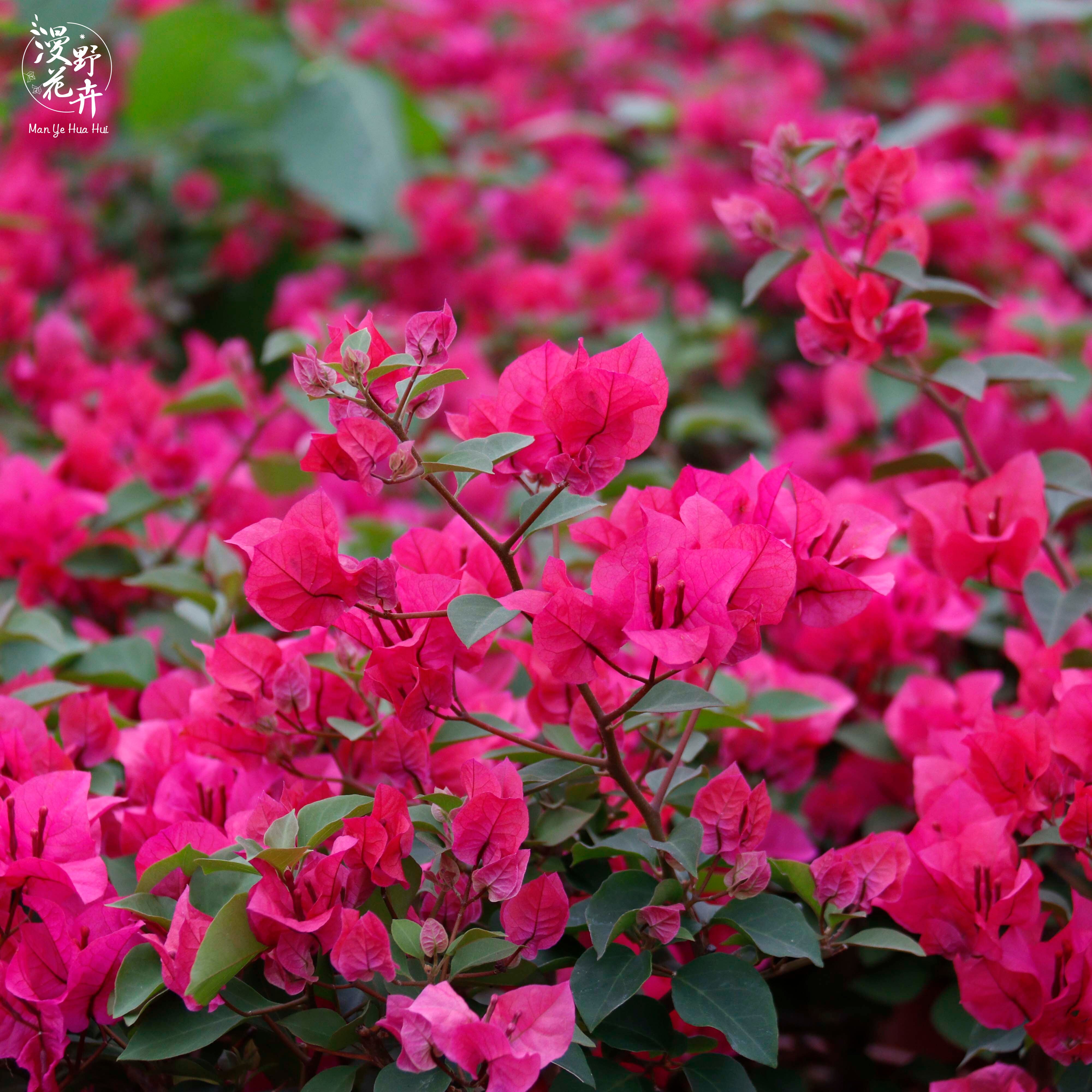 漫野花卉|三角梅 莎莎 扦插苗 带花发货勤花品种阳台开花喜阳