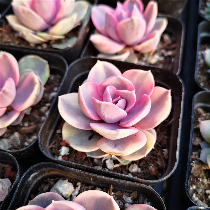 彩虹 紫珍珠锦 多肉 多肉植物 自然锦 7厘米盆 满30包邮 不仅布蔓