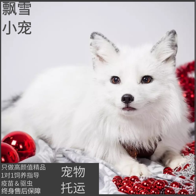 飘雪 预定宠物狐狸活体北极雪狐白狐白化赤狐火狐冰岛狐宝宝包邮