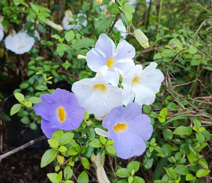 阳台庭院观花盆栽直立山牵牛又名蓝吊钟硬枝老鸦嘴多年生常绿灌木