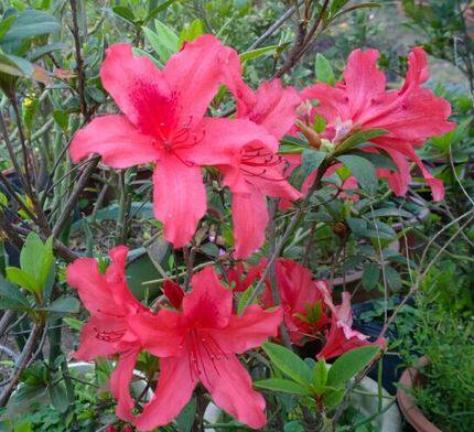 毛杜鹃少品种 香花红色毛杜鹃 一株10厘米高两分枝左右带原盆土