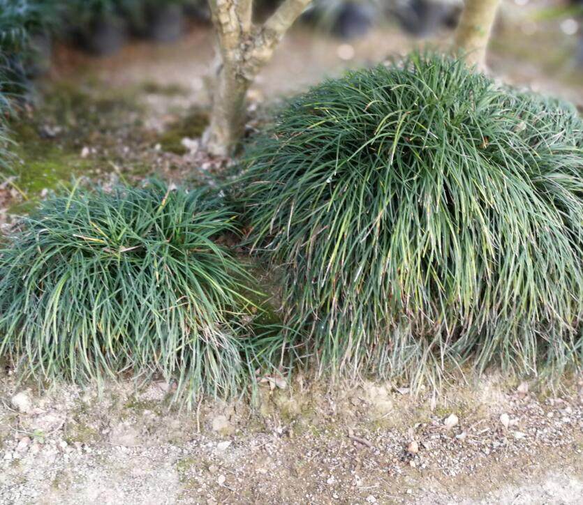 沿阶叶绿化绿化植物细叶发丝一株3元绿植