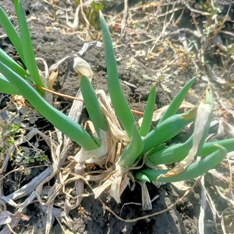 老爸自种羊角葱发芽葱东北大葱新鲜5斤新鲜大葱小葱蘸酱葱