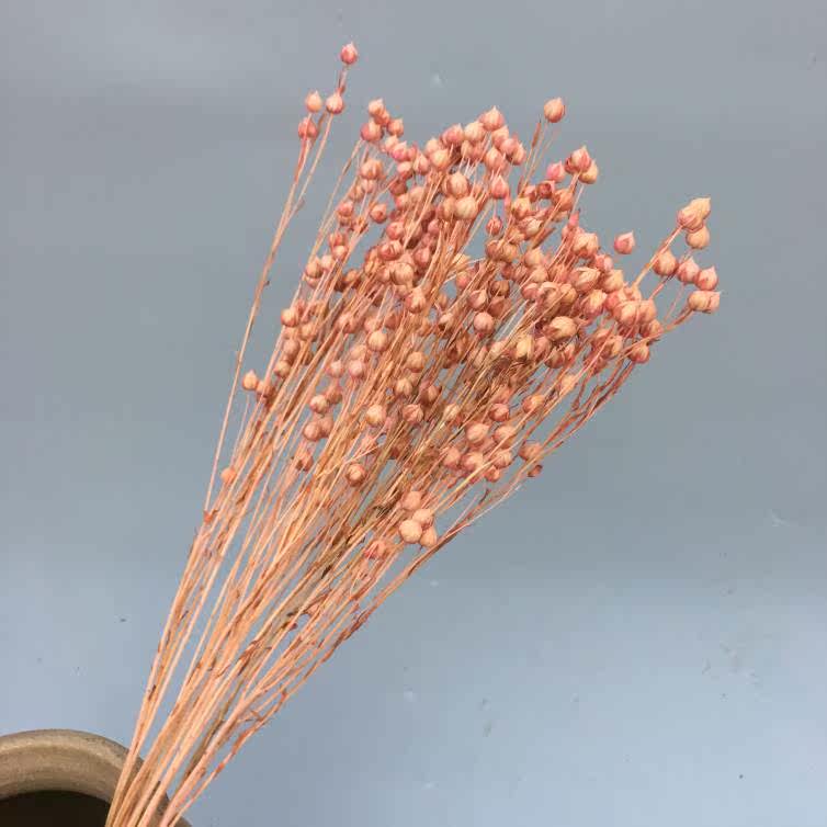 相思豆云南干花花束永生花客厅装饰花插花真花